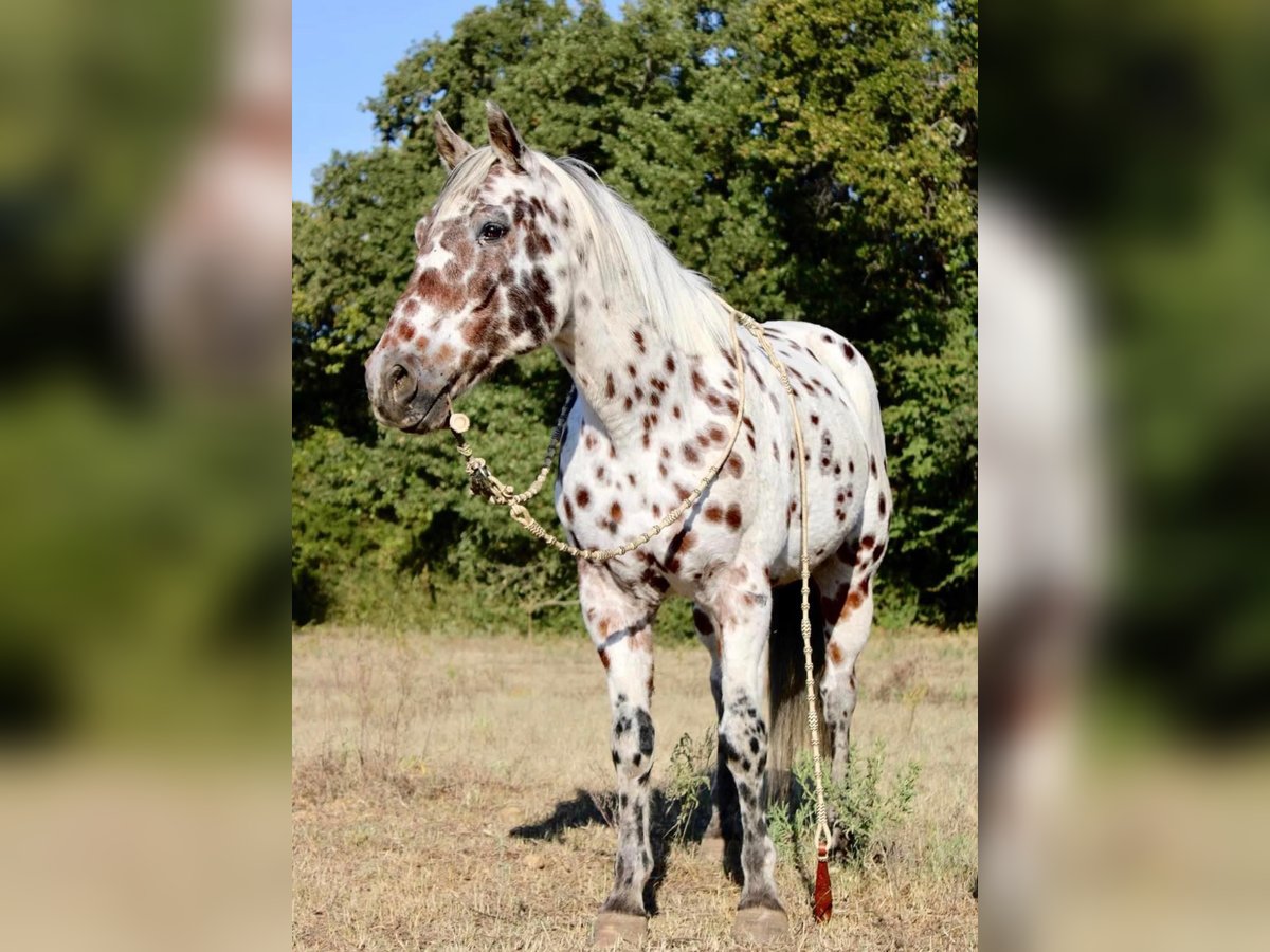 Appaloosa Gelding 16 years 15,1 hh in Pilot Point TX