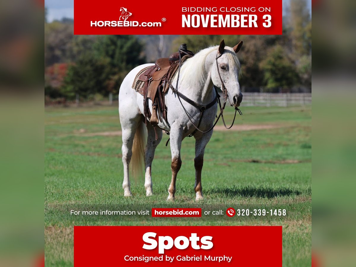 Appaloosa Gelding 16 years White in Cannon Falls Appaloosa Gelding 16 years White in Cannon Falls