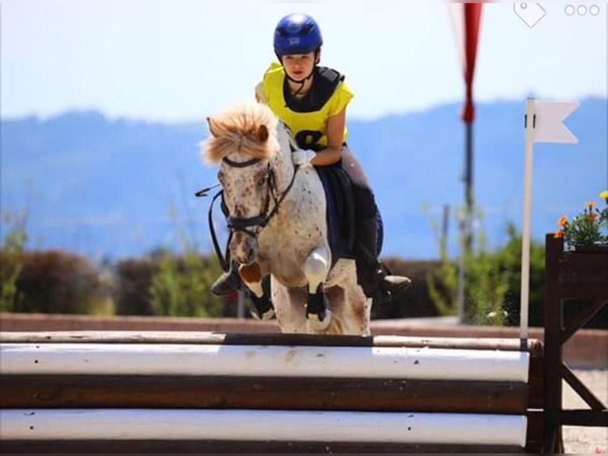 Appaloosa Gelding 17 years 11,2 hh in Feldkirchen an der Donau