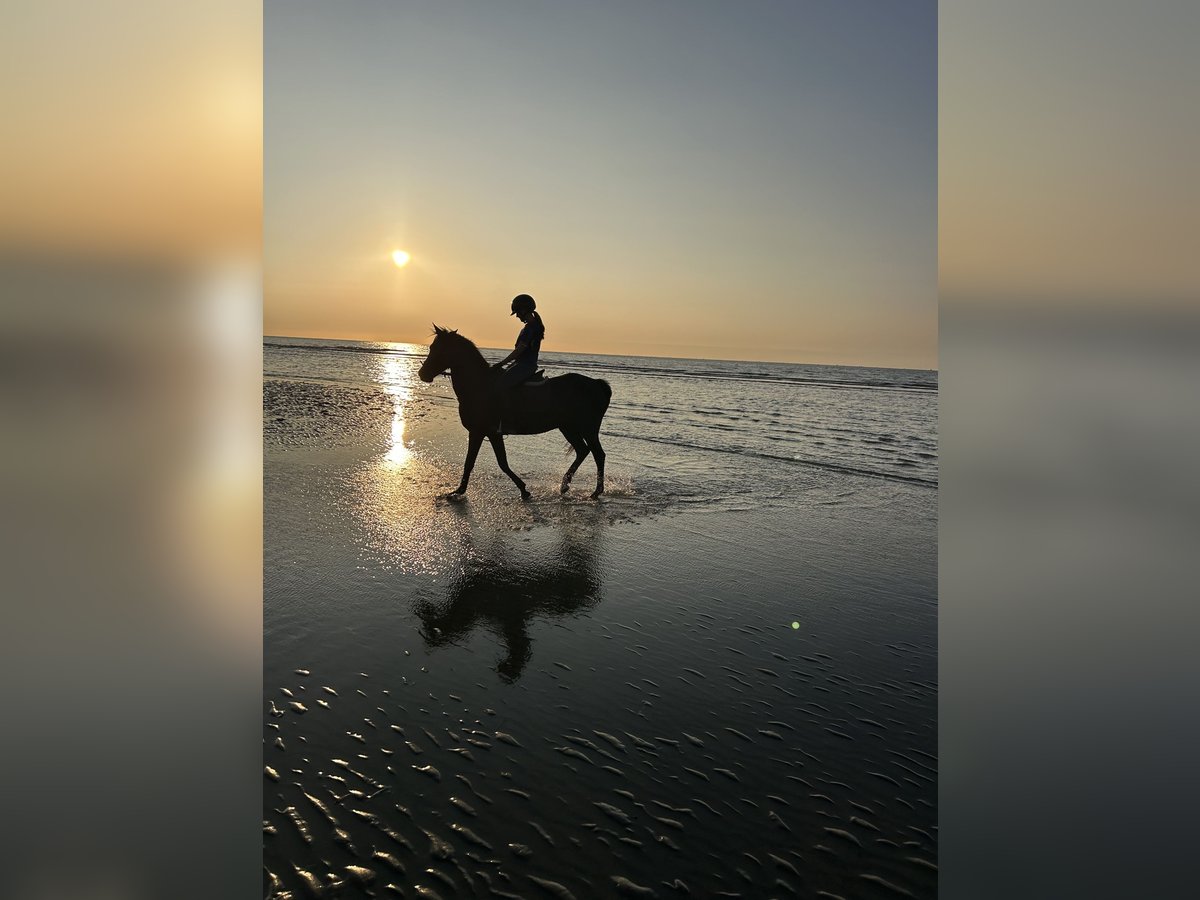 Appaloosa Gelding 18 years 13,3 hh Black in Nieuwe-Tonge