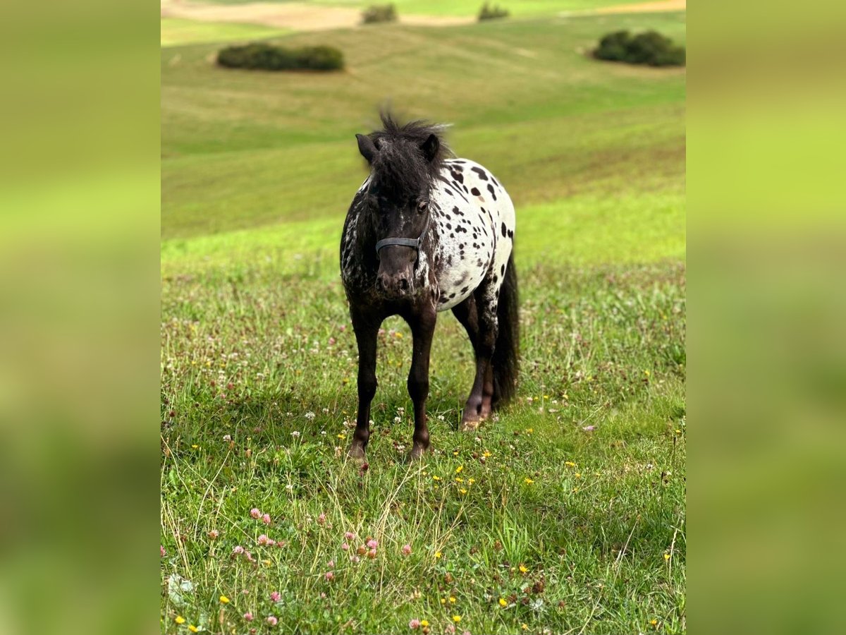 Appaloosa Gelding 2 years 10 hh Leopard-Piebald in Bad M&#xFC;nstereifel