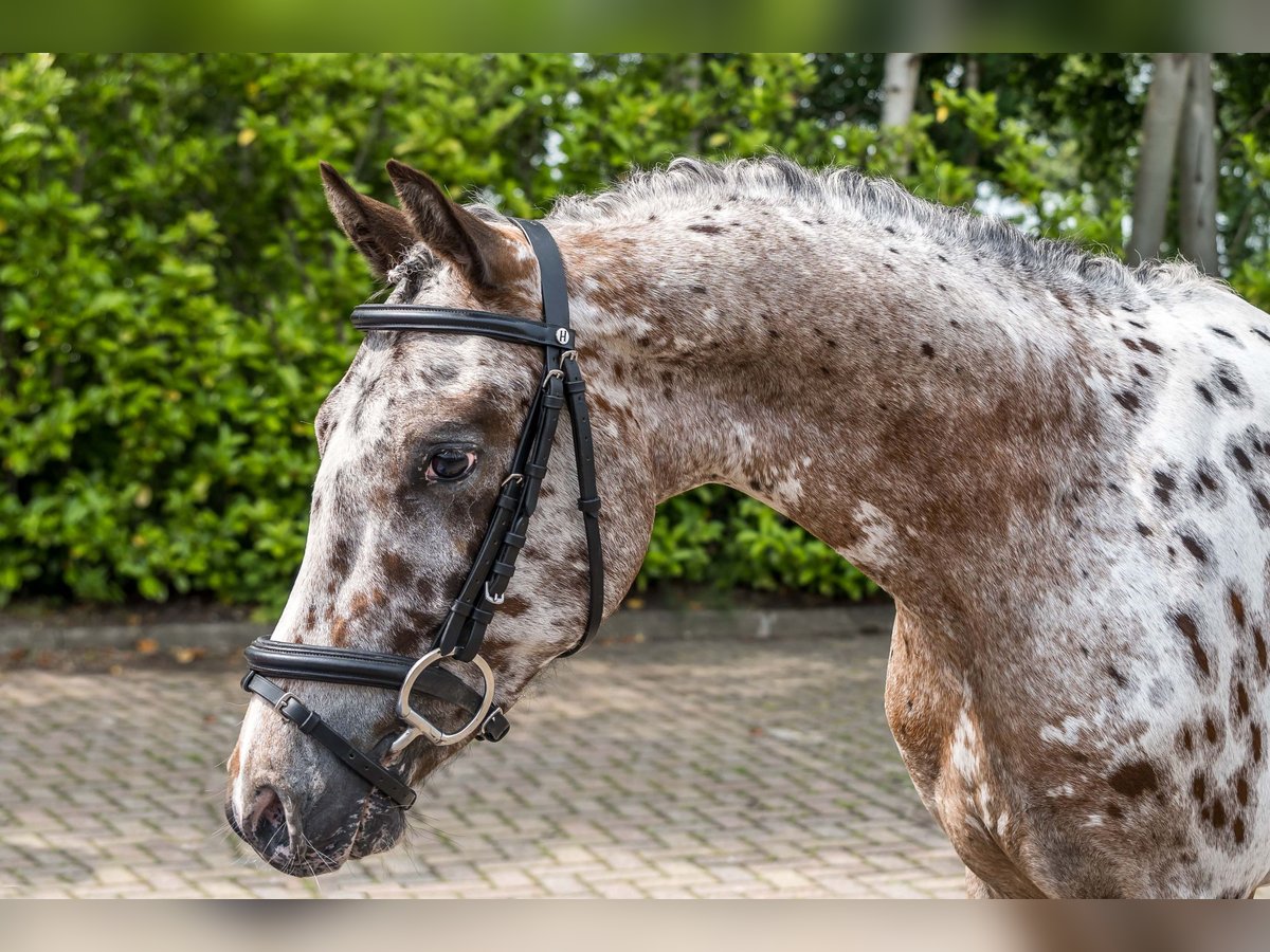 Appaloosa Gelding 3 years 13,2 hh Leopard-Piebald in Schuinesloot