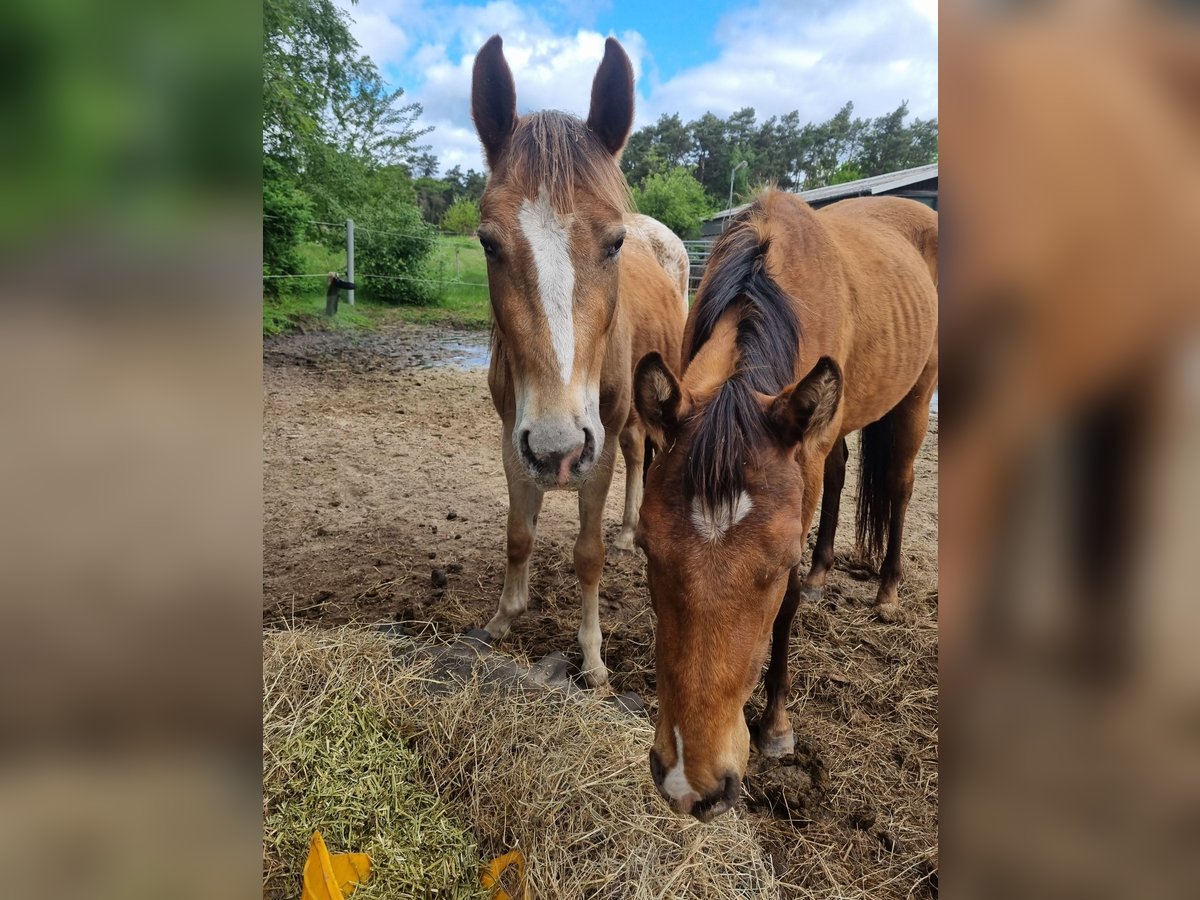Appaloosa Gelding 3 years 14,2 hh Chestnut-Red in Rehden Appaloosa Gelding 3 years 14,2 hh Chestnut-Red in Rehden