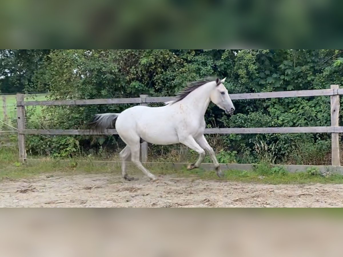 Appaloosa Gelding 3 years 14,2 hh Pearl in Rethem