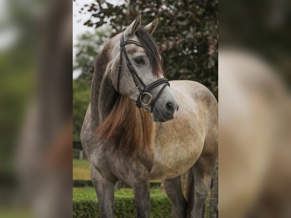 Appaloosa Mix Gelding 3 years 14,3 hh Grey in Gaanderen