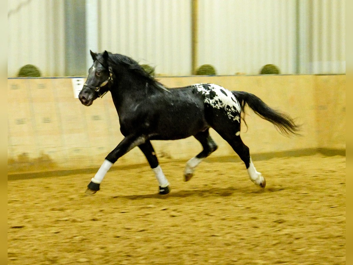 Appaloosa Gelding 3 years 15,1 hh Black in Neustadt (Wied)