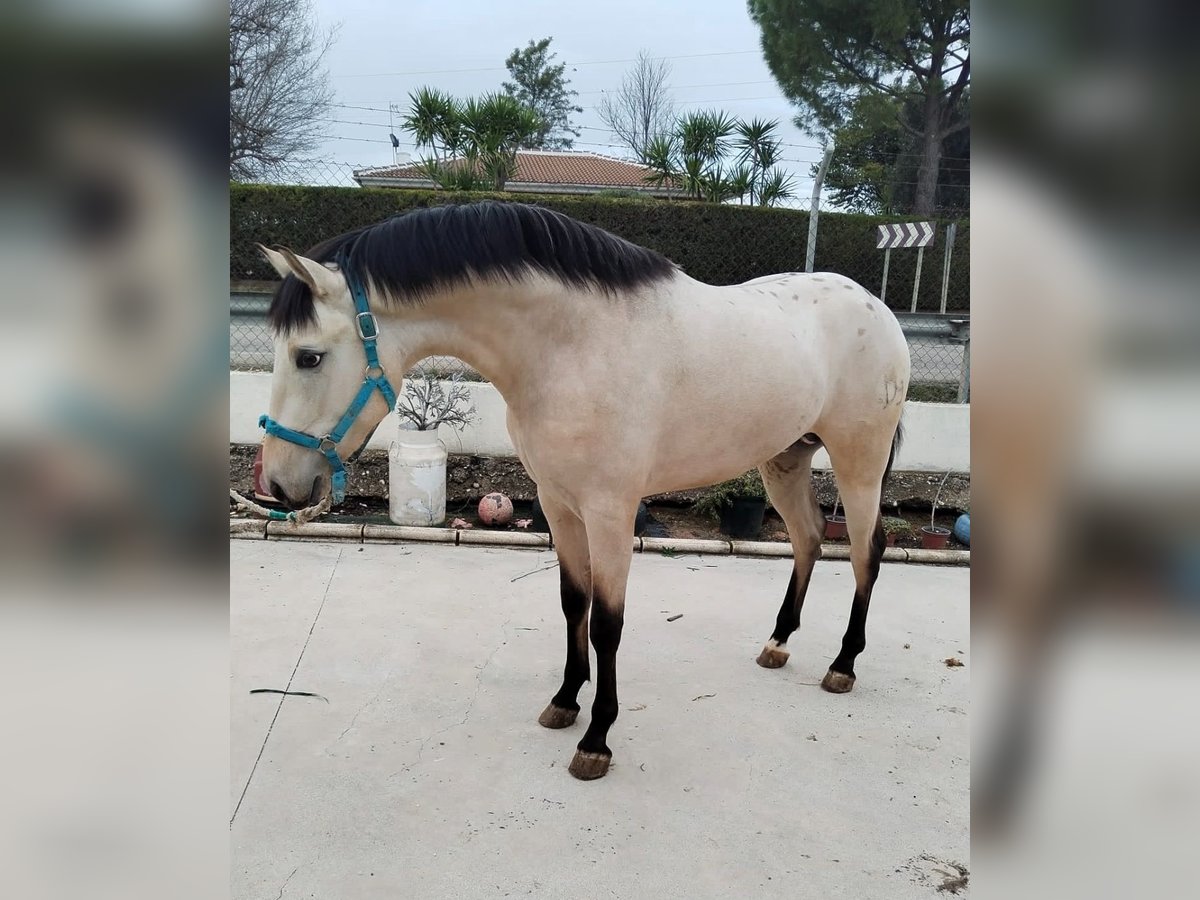 Appaloosa Mix Gelding 3 years 15,1 hh Dun in Aachen