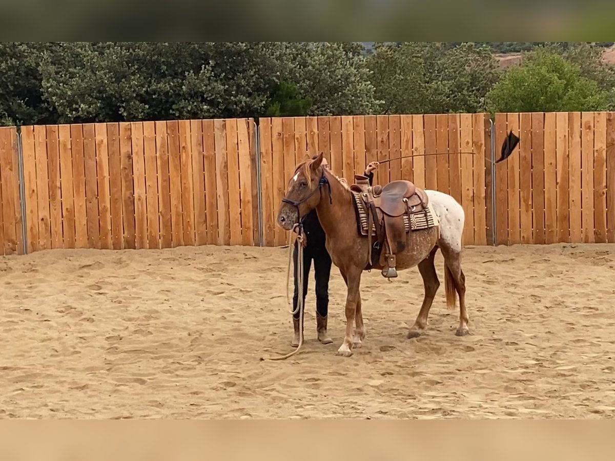 Appaloosa Mix Gelding 4 years 13,2 hh Leopard-Piebald in Vierherrenborn