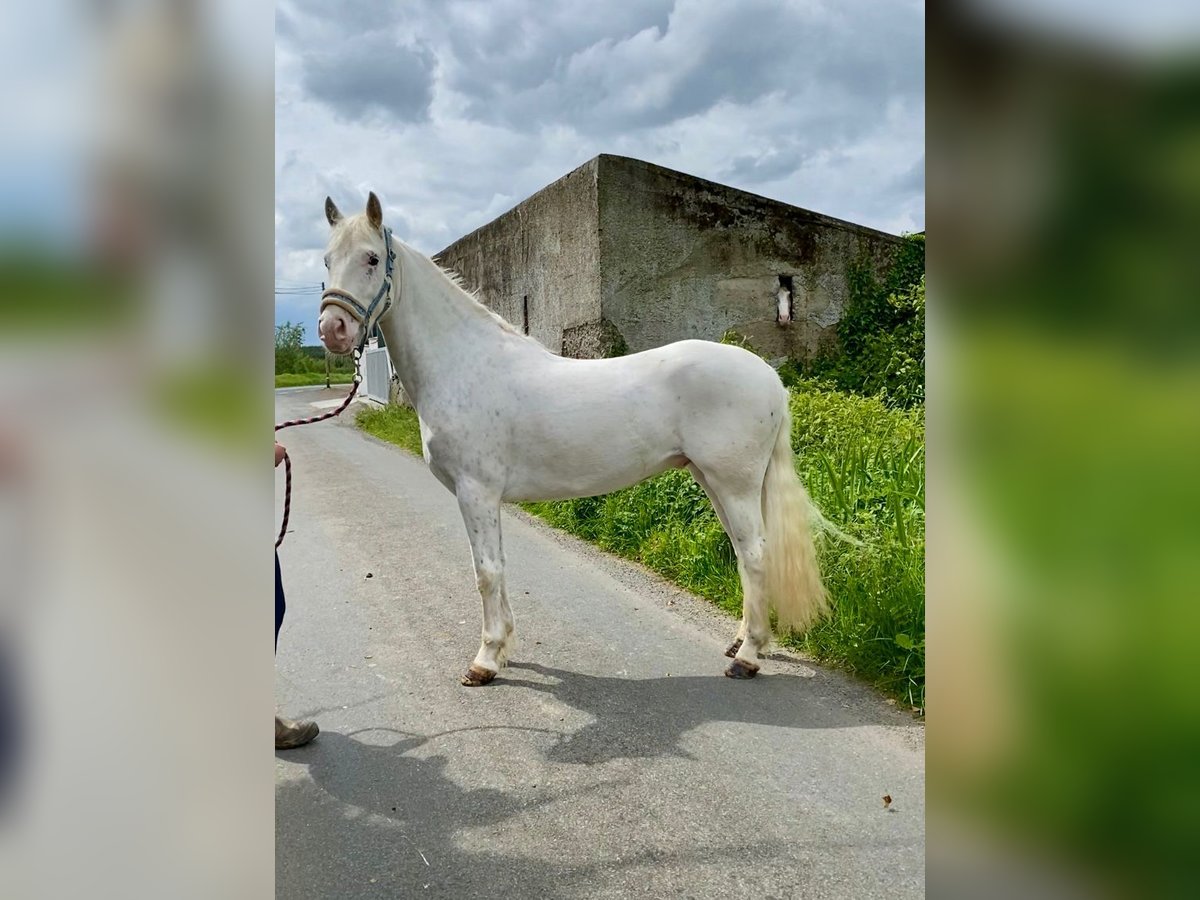 Appaloosa Gelding 4 years 14,1 hh Leopard-Piebald in Sligo