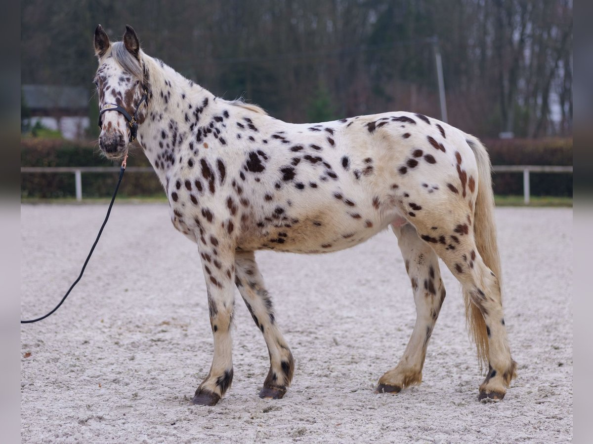 Appaloosa Gelding 4 years 14,2 hh Leopard-Piebald in Neustadt (Wied)