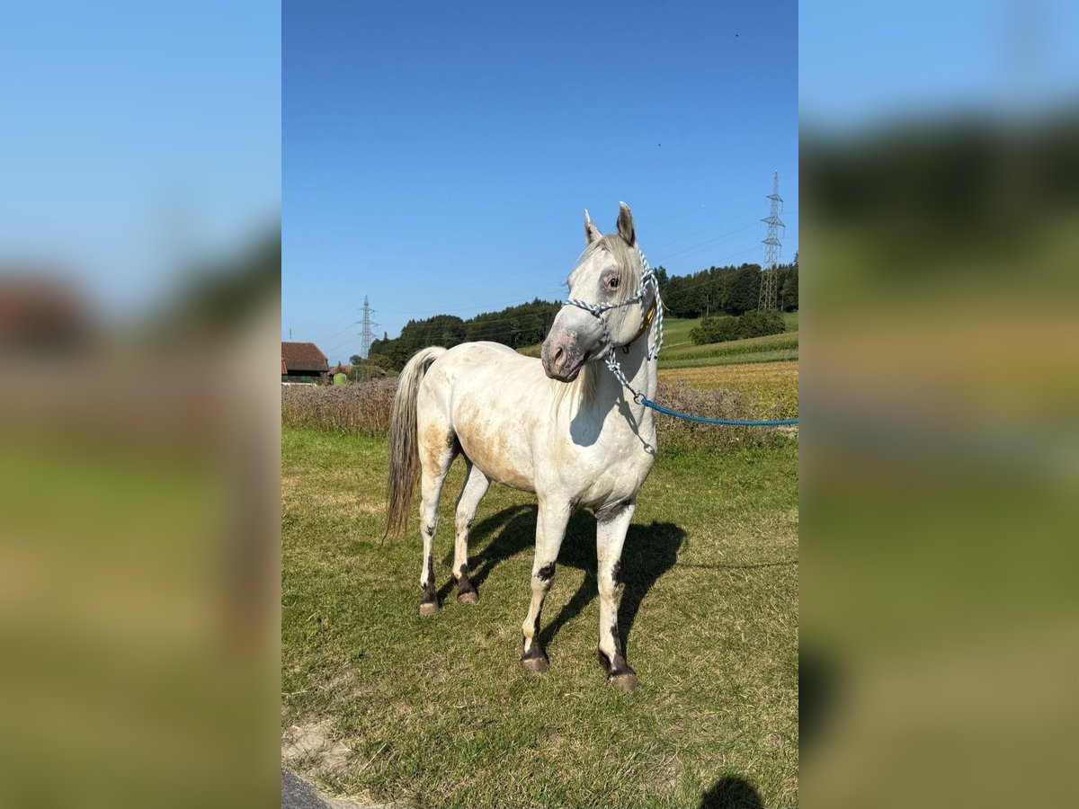 Appaloosa Gelding 4 years 14,1 hh in Detligen