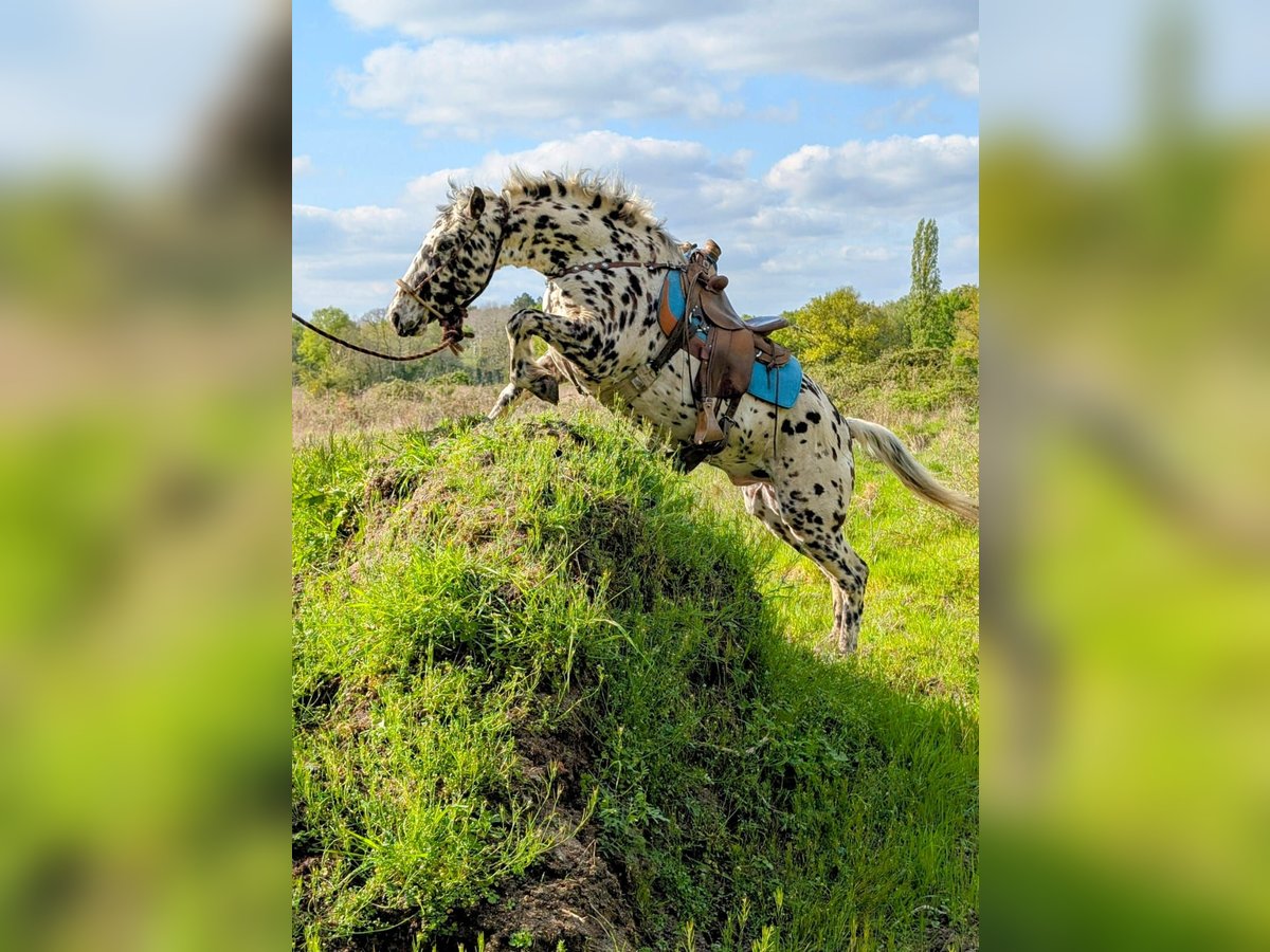 Appaloosa Gelding 4 years 14,3 hh Leopard-Piebald in La Marolle-en-Sologne