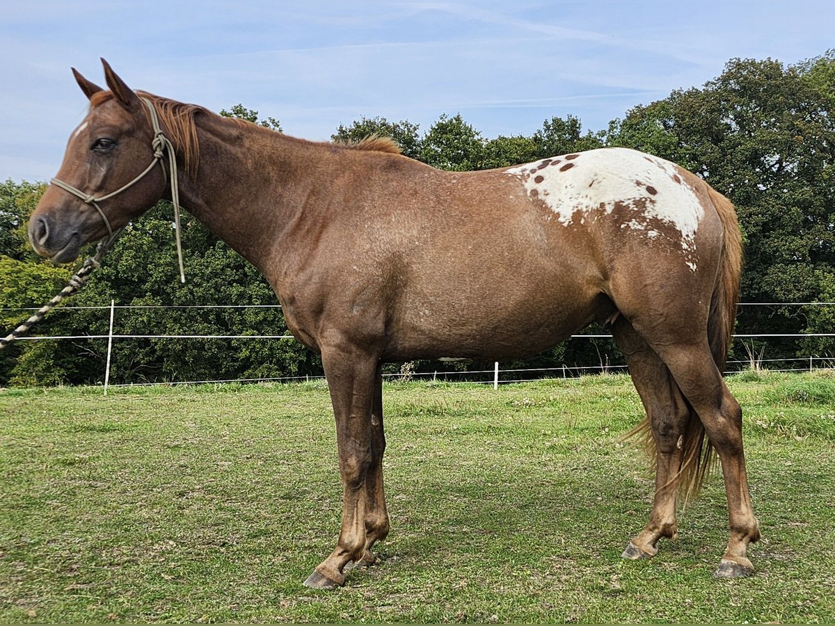 Appaloosa Gelding 4 years 15,1 hh Bay in Luxemburg