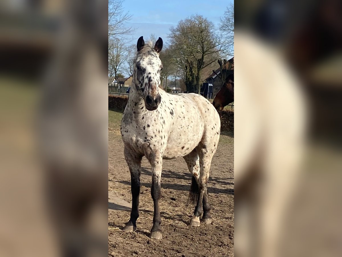 Appaloosa Gelding 4 years 15,1 hh Leopard-Piebald in Veghel