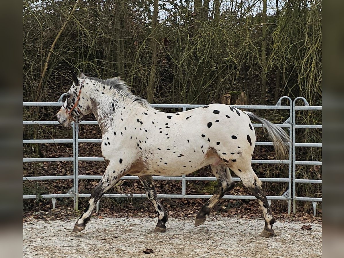 Appaloosa Mix Gelding 4 years 15,1 hh Leopard-Piebald in Bad Camberg