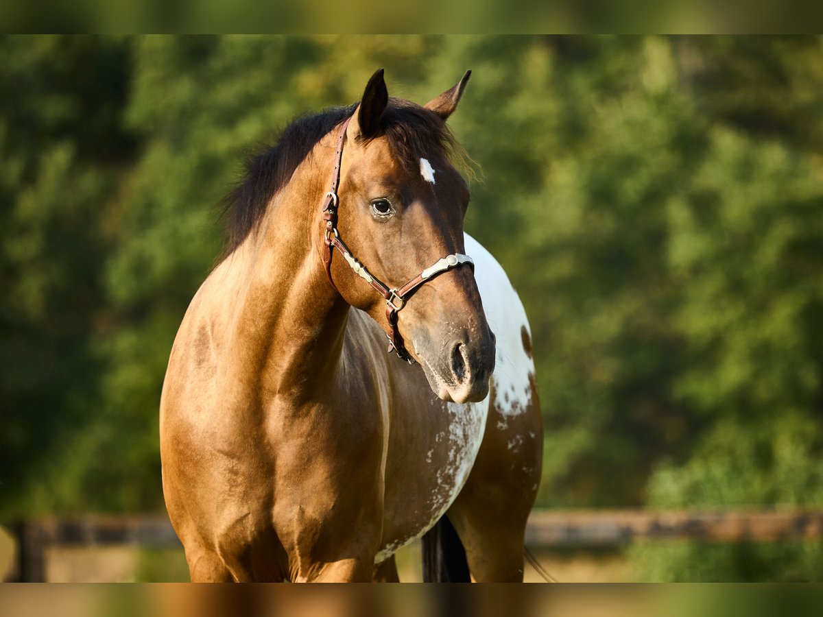 Appaloosa Gelding 4 years 15,2 hh Bay-Dark in München