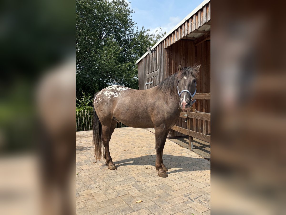 Appaloosa Mix Gelding 4 years 15,1 hh Grullo in Mehren