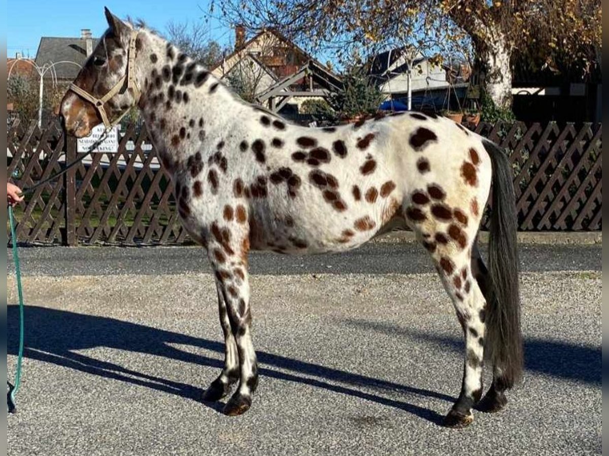 Appaloosa Mix Gelding 5 years 14,1 hh Leopard-Piebald in Nickelsdorf