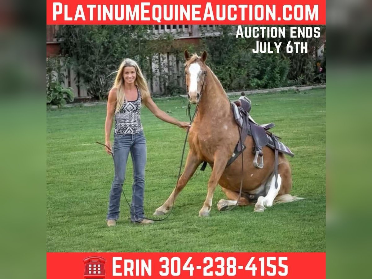 Appaloosa Gelding 5 years 14,1 hh Palomino in Flemingsburg KY