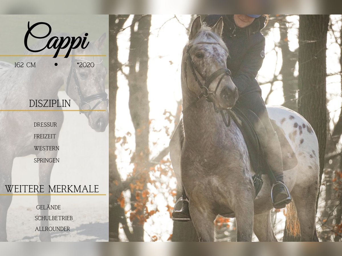 Appaloosa Mix Gelding 5 years 15,3 hh Leopard-Piebald in Nettersheim