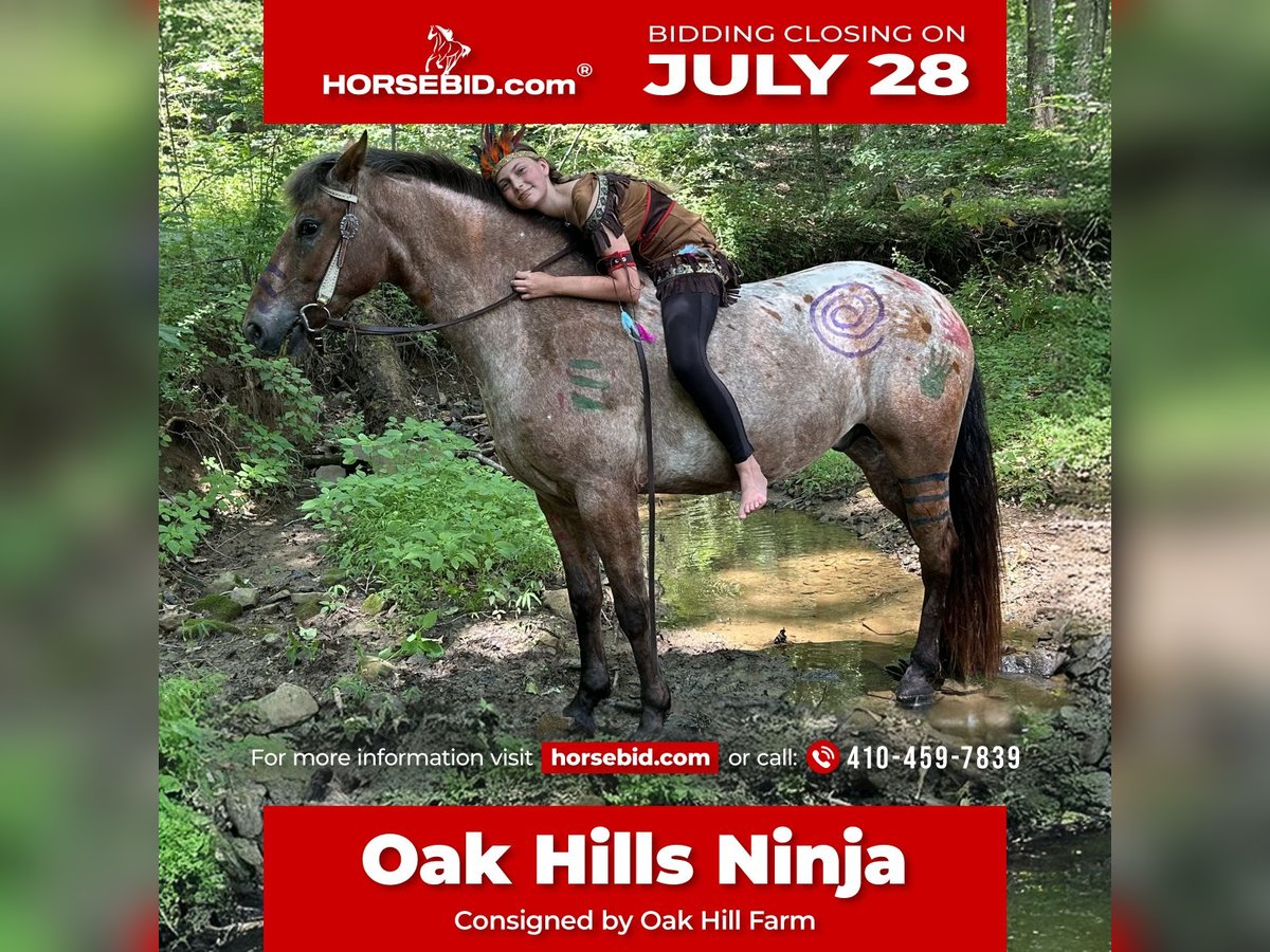 Appaloosa Mix Gelding 5 years 15 hh Bay in White Hall