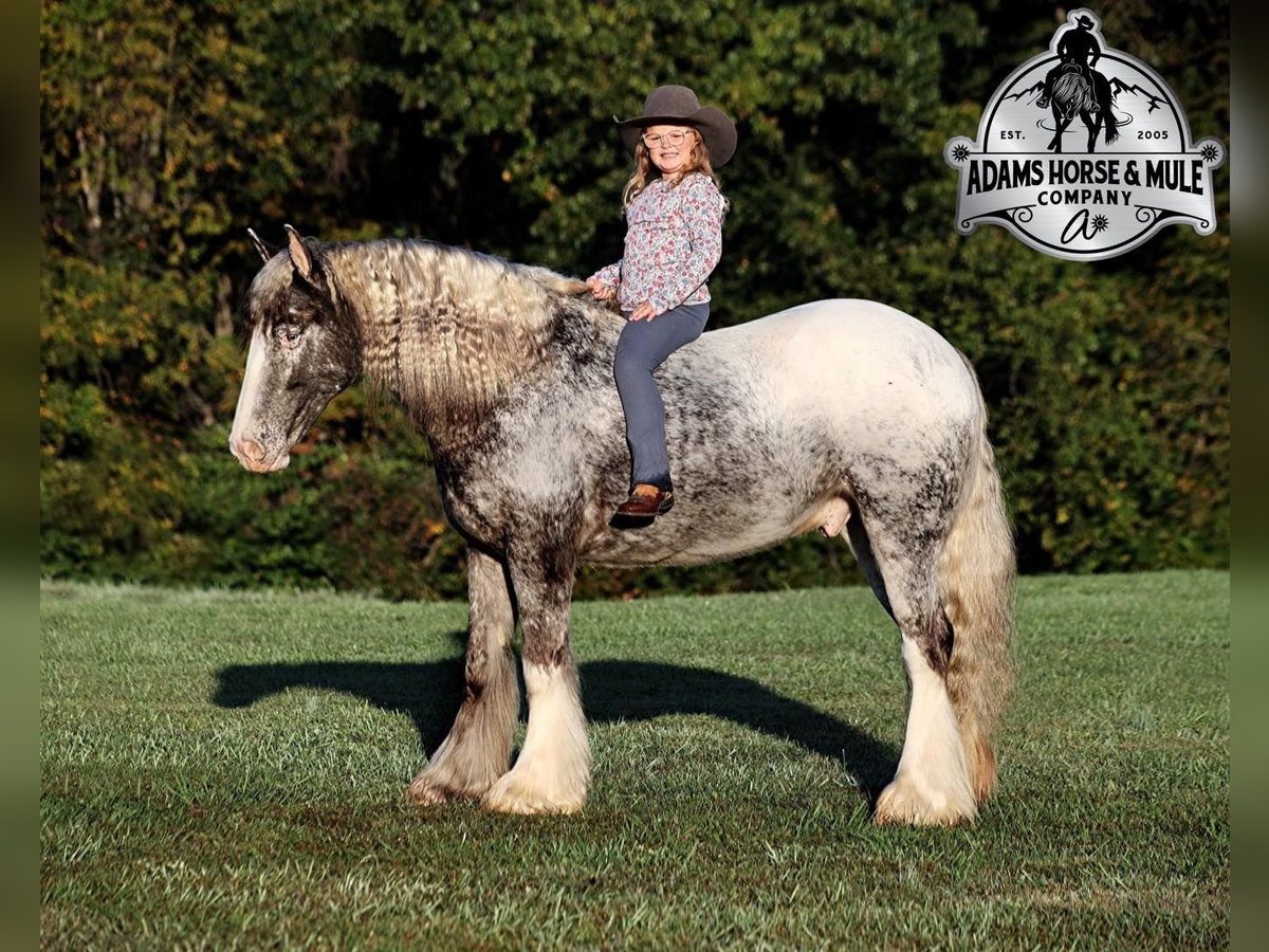 Appaloosa Gelding 5 years 15 hh Roan-Red in Mount Vernon KY