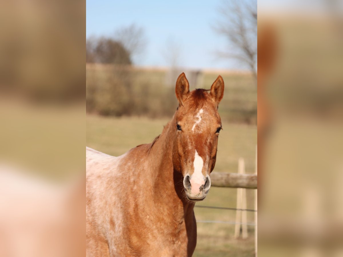 Appaloosa Gelding 5 years 15,2 hh Red Dun in Bruchweiler
