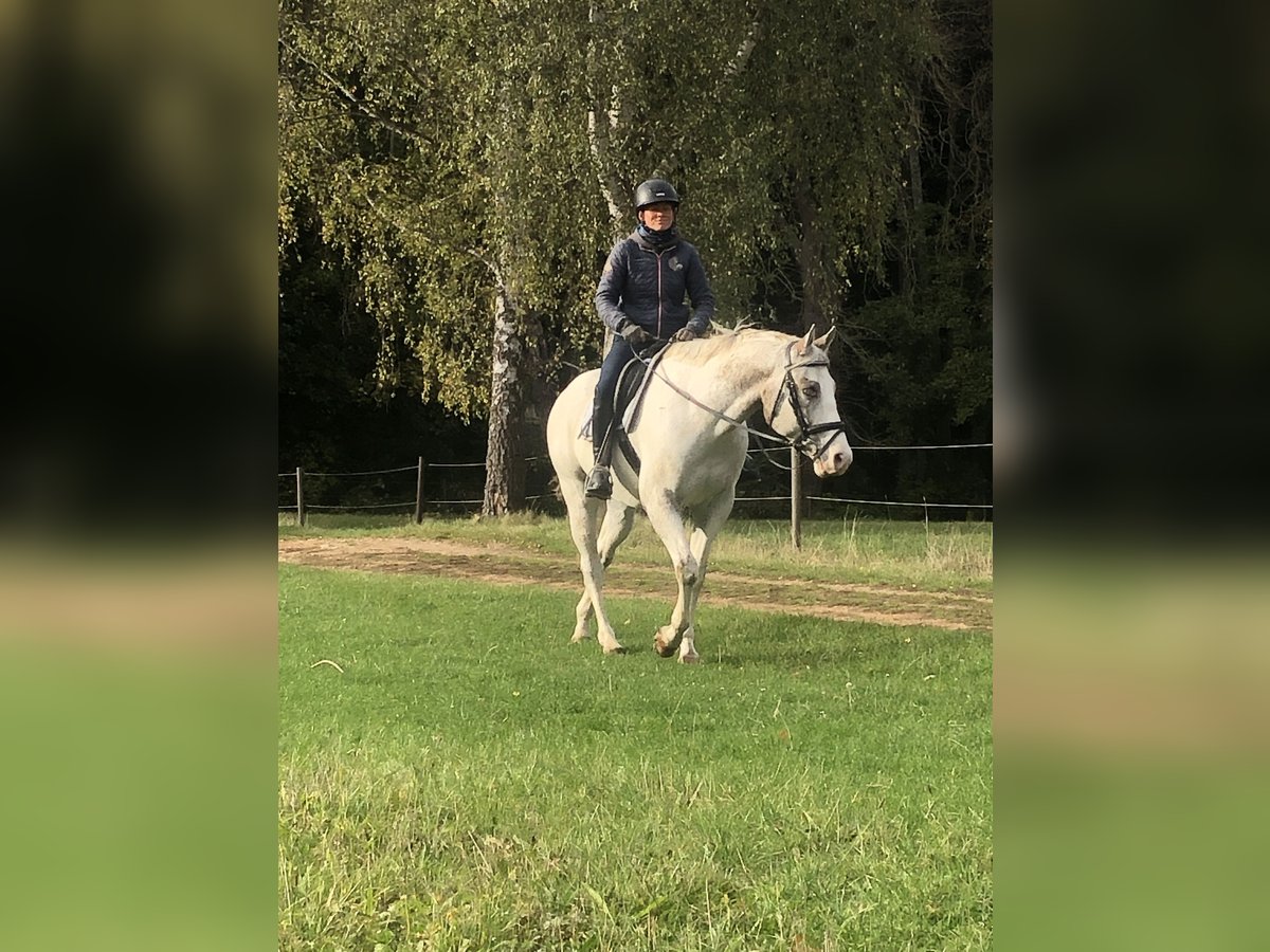 Appaloosa Gelding 5 years 15,3 hh Leopard-Piebald in Kl&#xFC;tz