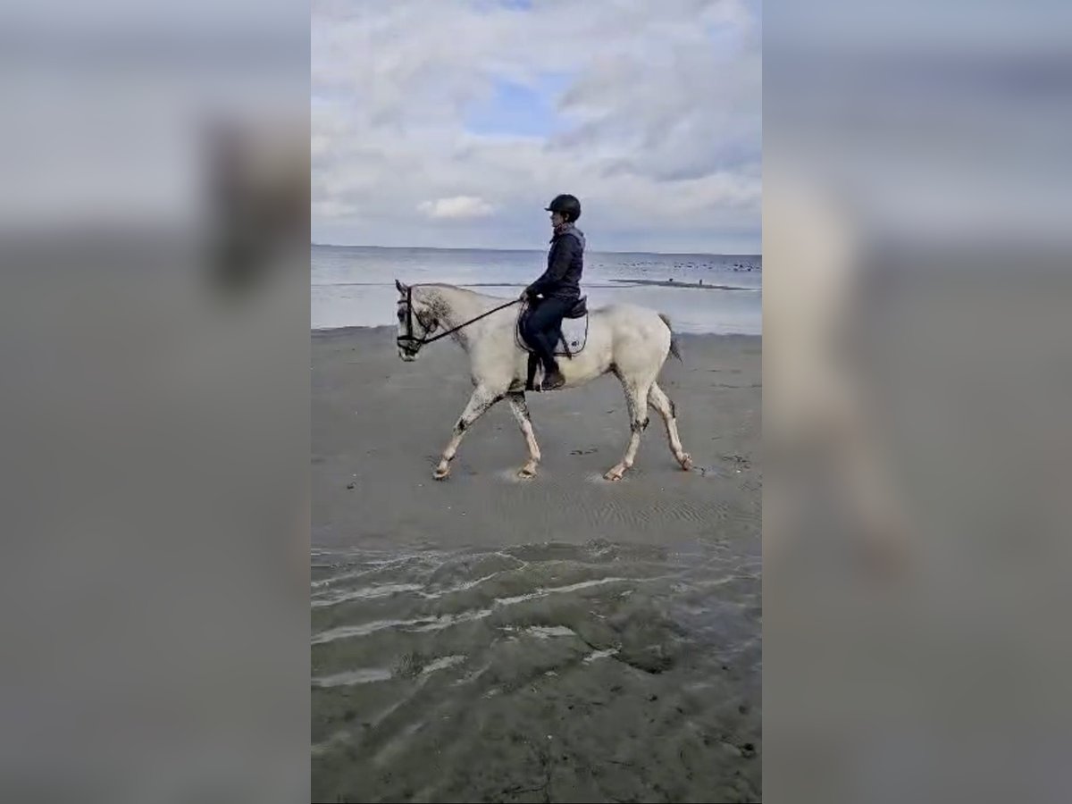 Appaloosa Gelding 5 years 15,3 hh Leopard-Piebald in Kl&#xFC;tz
