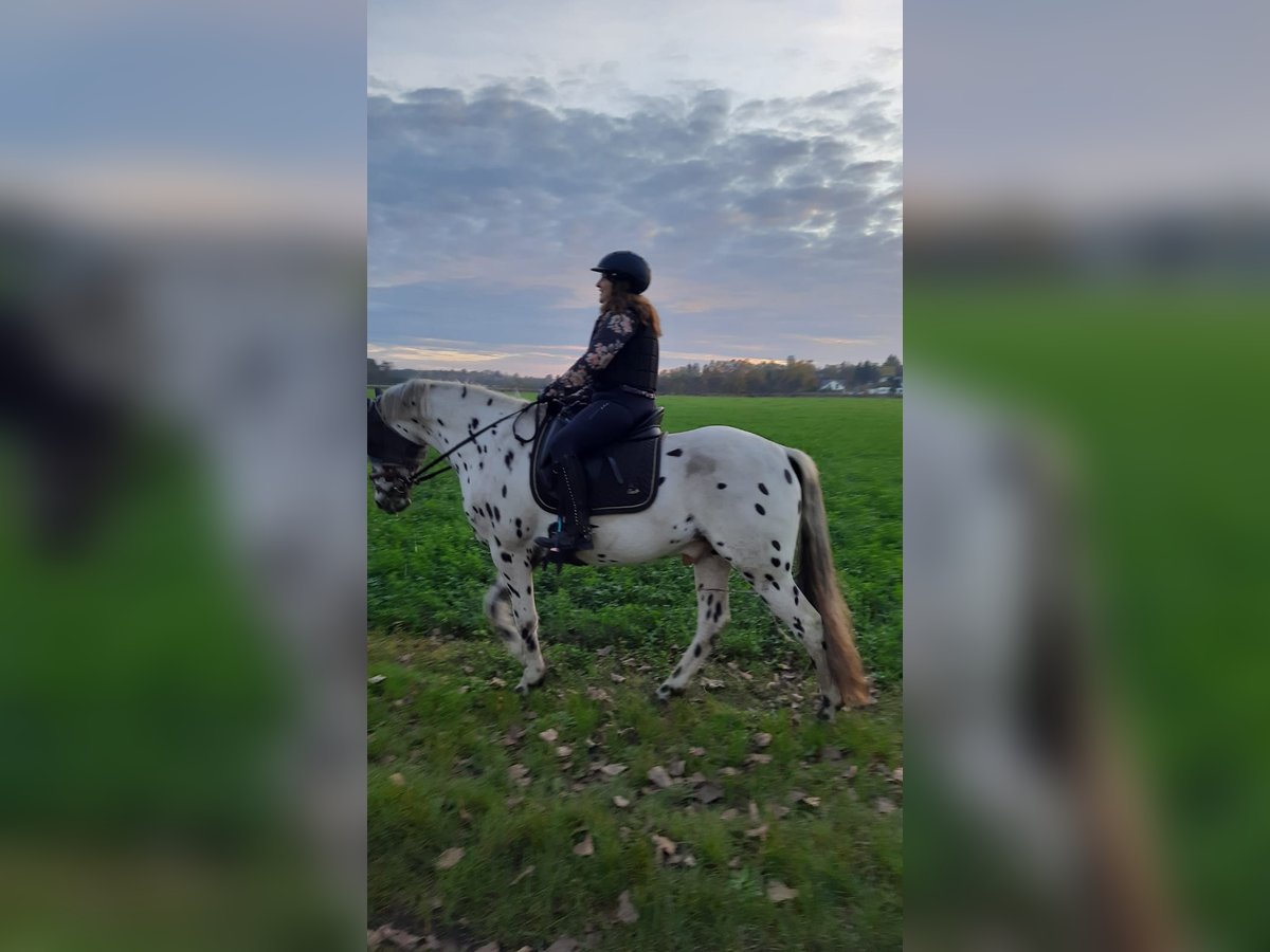 Appaloosa Gelding 5 years 16 hh Leopard-Piebald in München