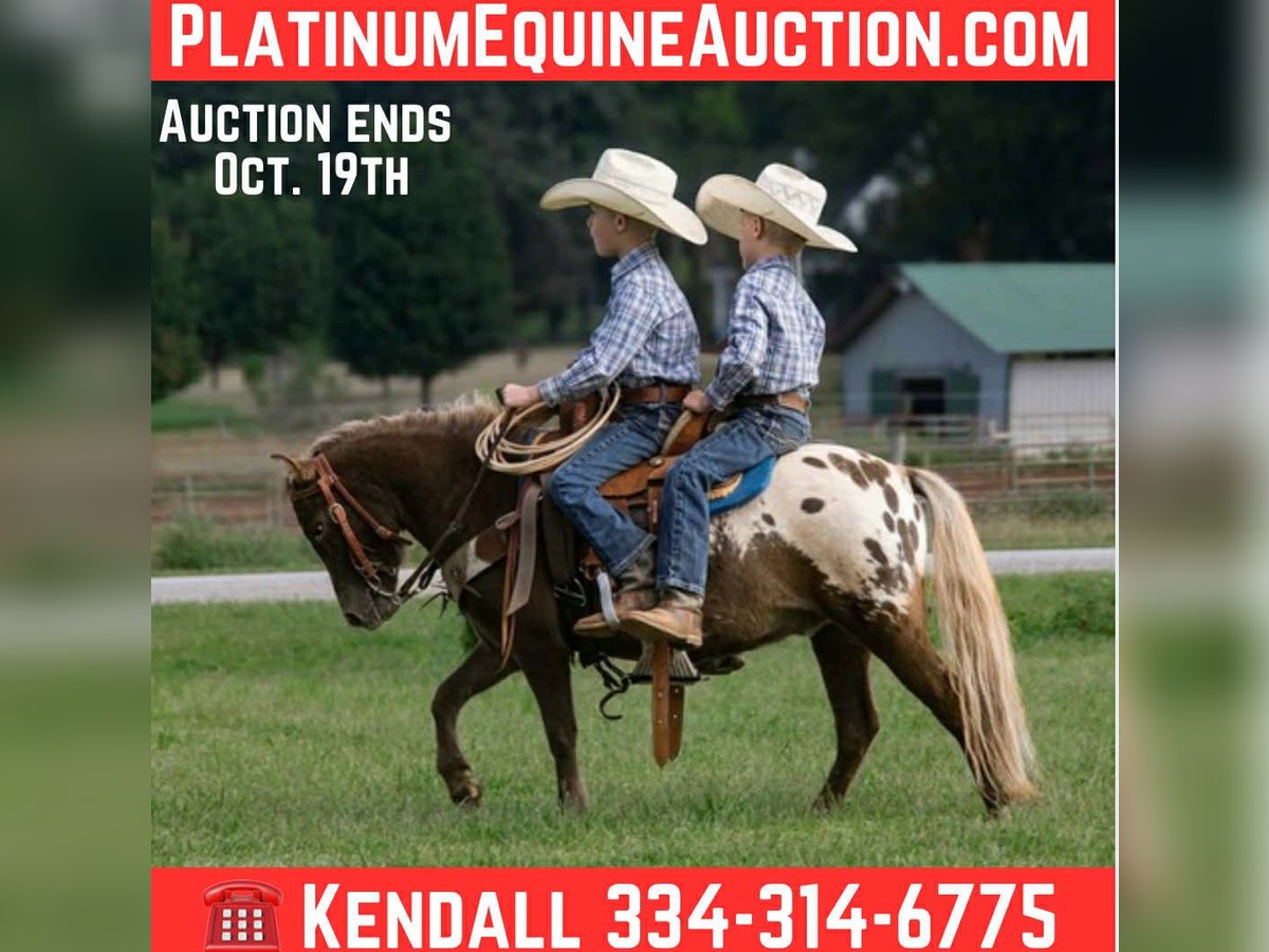 Appaloosa Gelding 5 years 9,2 hh Bay in Huntland TN