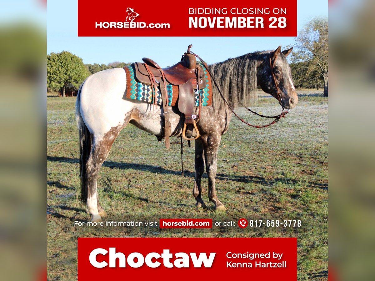 Appaloosa Gelding 5 years in Pilot Point, TX