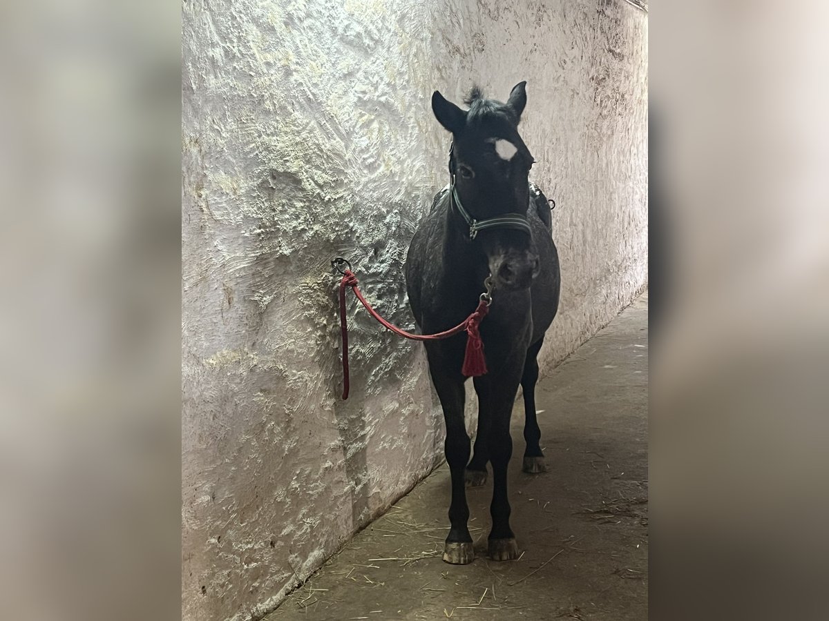 Appaloosa Gelding 6 years 13,2 hh in Wassertr&#xFC;dingen