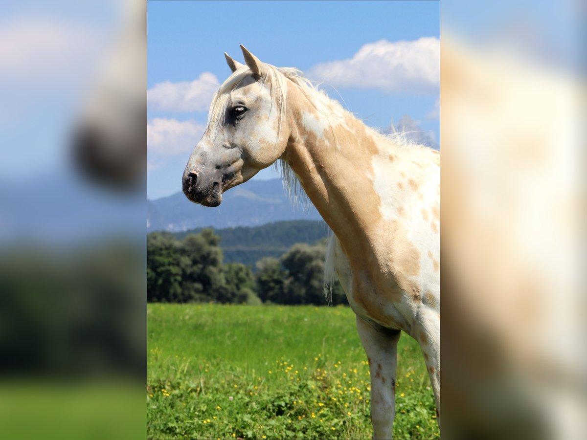Appaloosa Gelding 6 years 14,1 hh Leopard-Piebald in Kirchbichl