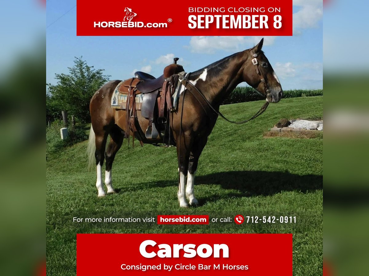 Appaloosa Mix Gelding 6 years 14,2 hh Bay in Bedford