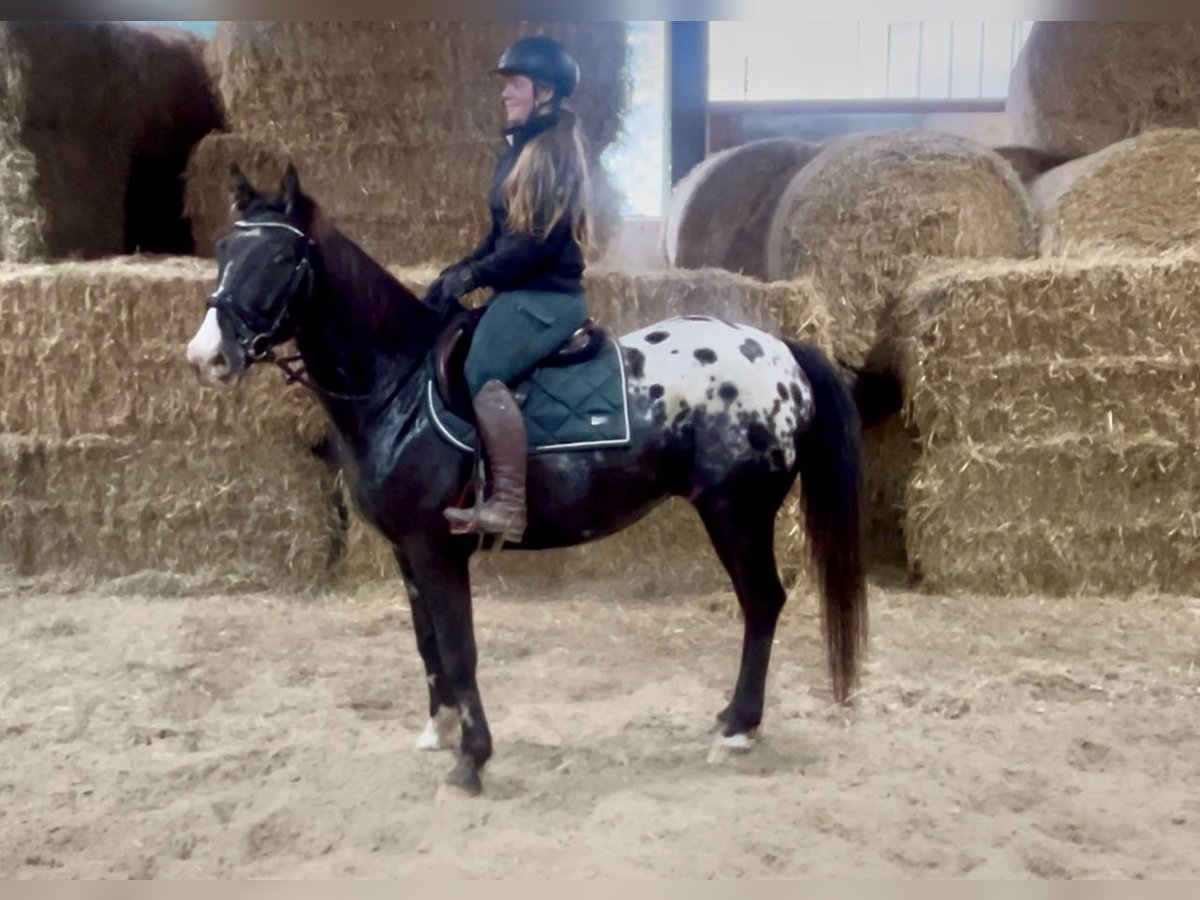 Appaloosa Gelding 6 years 14,3 hh Pinto in Pelmberg