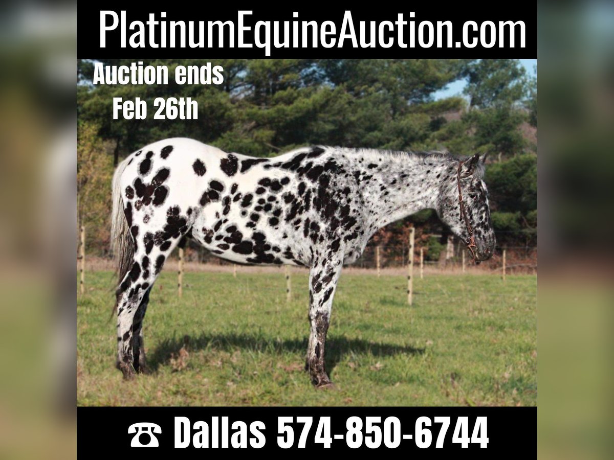 Appaloosa Gelding 6 years 15,1 hh Black in North Judson IN