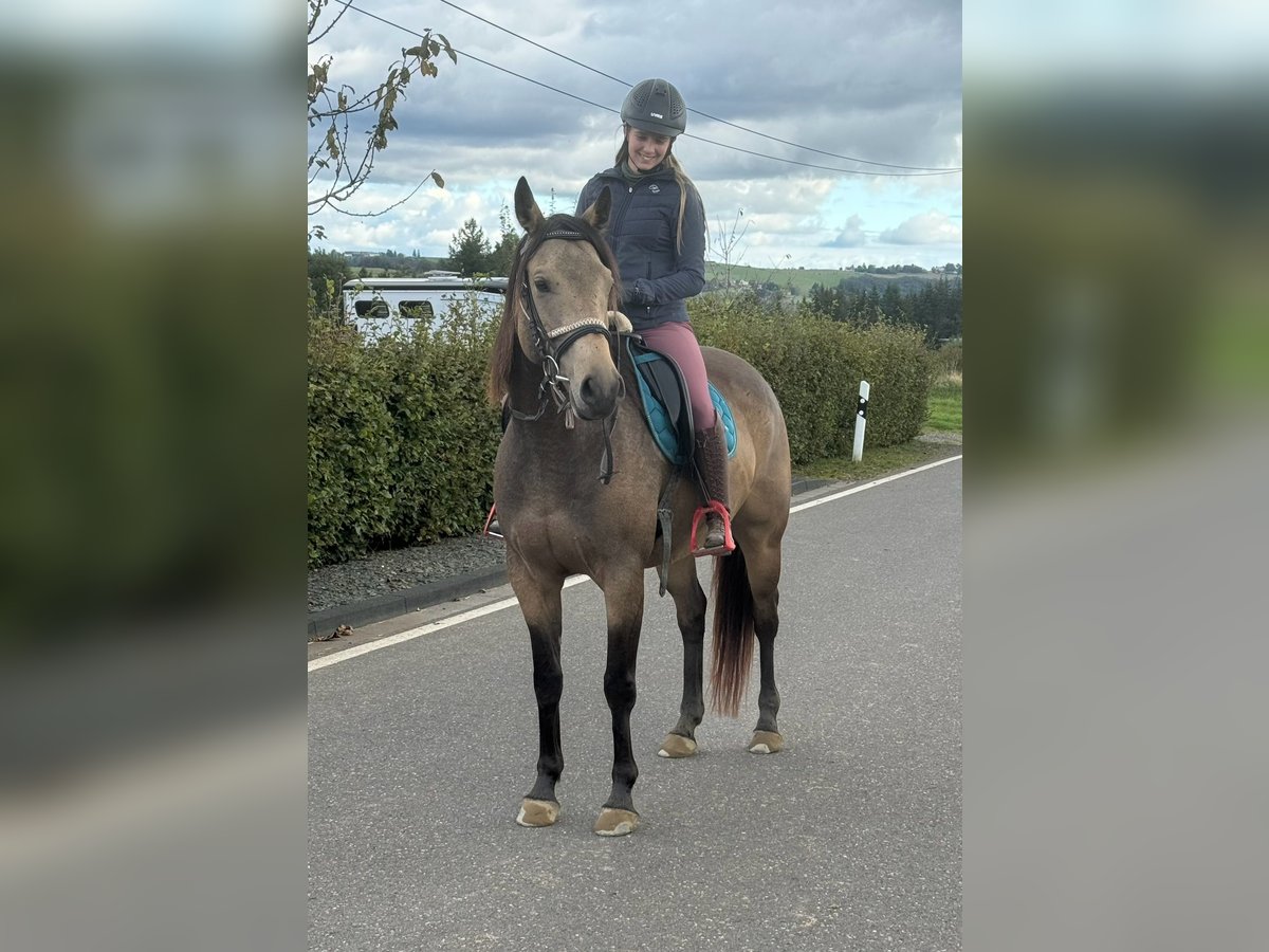 Appaloosa Gelding 6 years 15 hh Buckskin in Daleiden