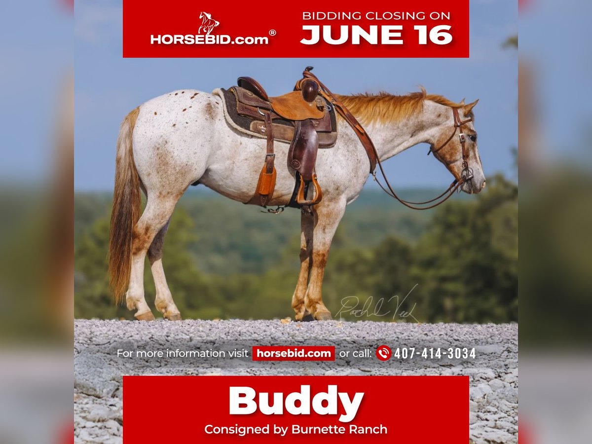 Appaloosa Gelding 6 years 15 hh in Charlotte, TN