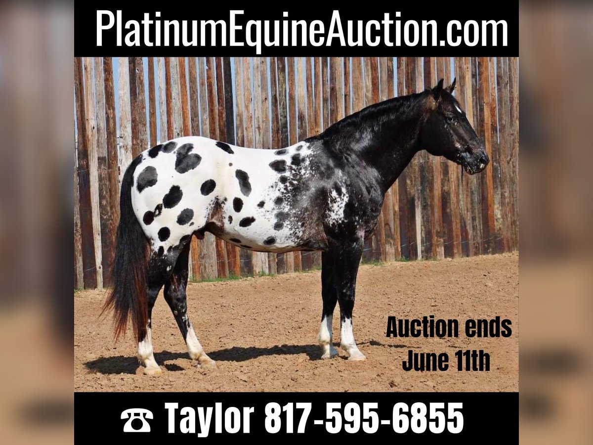 Appaloosa Gelding 7 years 15,1 hh Black in Morgan MIll TX