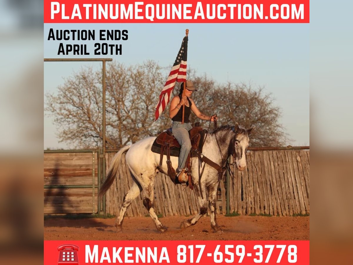 Appaloosa Gelding 7 years 15,1 hh Black in Lipan TX