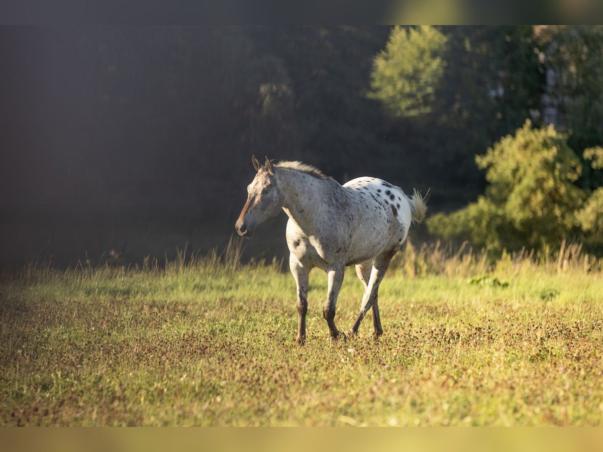 Appaloosa Gelding 7 years 15 hh Leopard-Piebald in Ransweiler