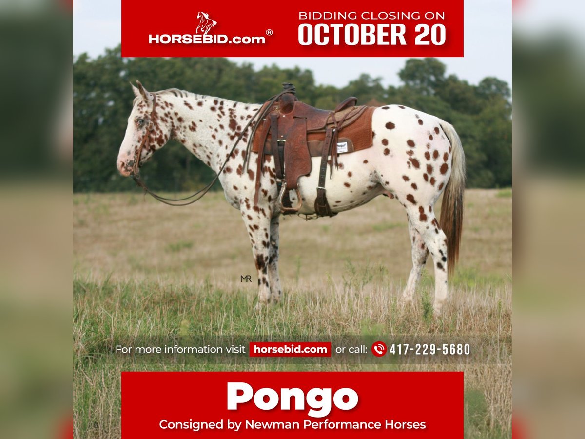 Appaloosa Gelding 7 years 15 hh in Verona