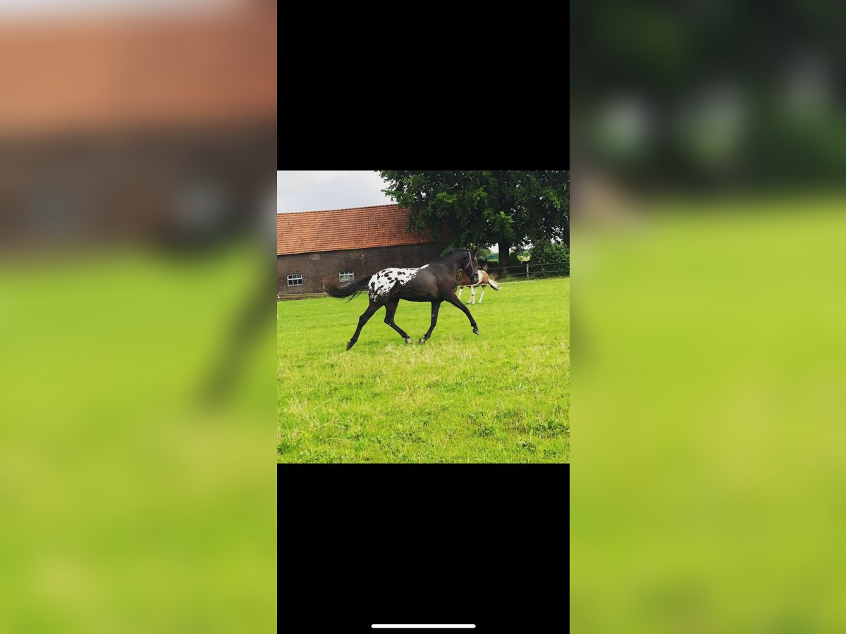 Appaloosa Gelding 7 years 16 hh Leopard-Piebald in Grathem