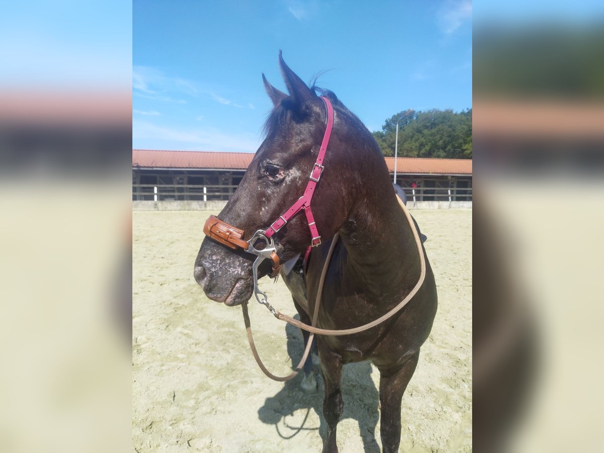 Appaloosa Mix Gelding 8 years 14,1 hh Gray-Dark-Tan in Hoevenen