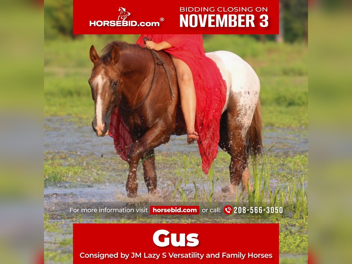 Appaloosa Gelding 8 years 15,2 hh Chestnut in Baxter Springs