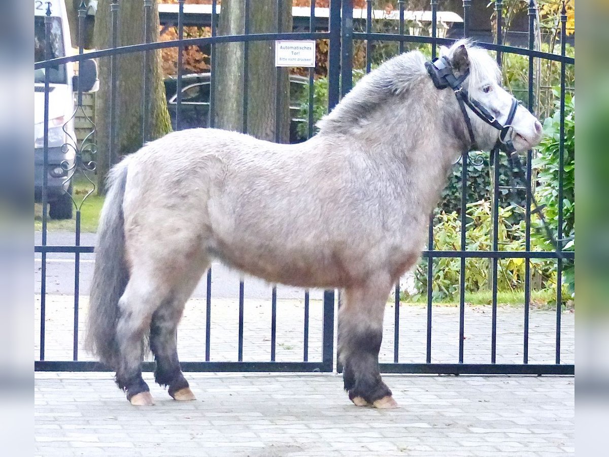 Appaloosa Gelding 8 years 9,1 hh Pinto in Halle