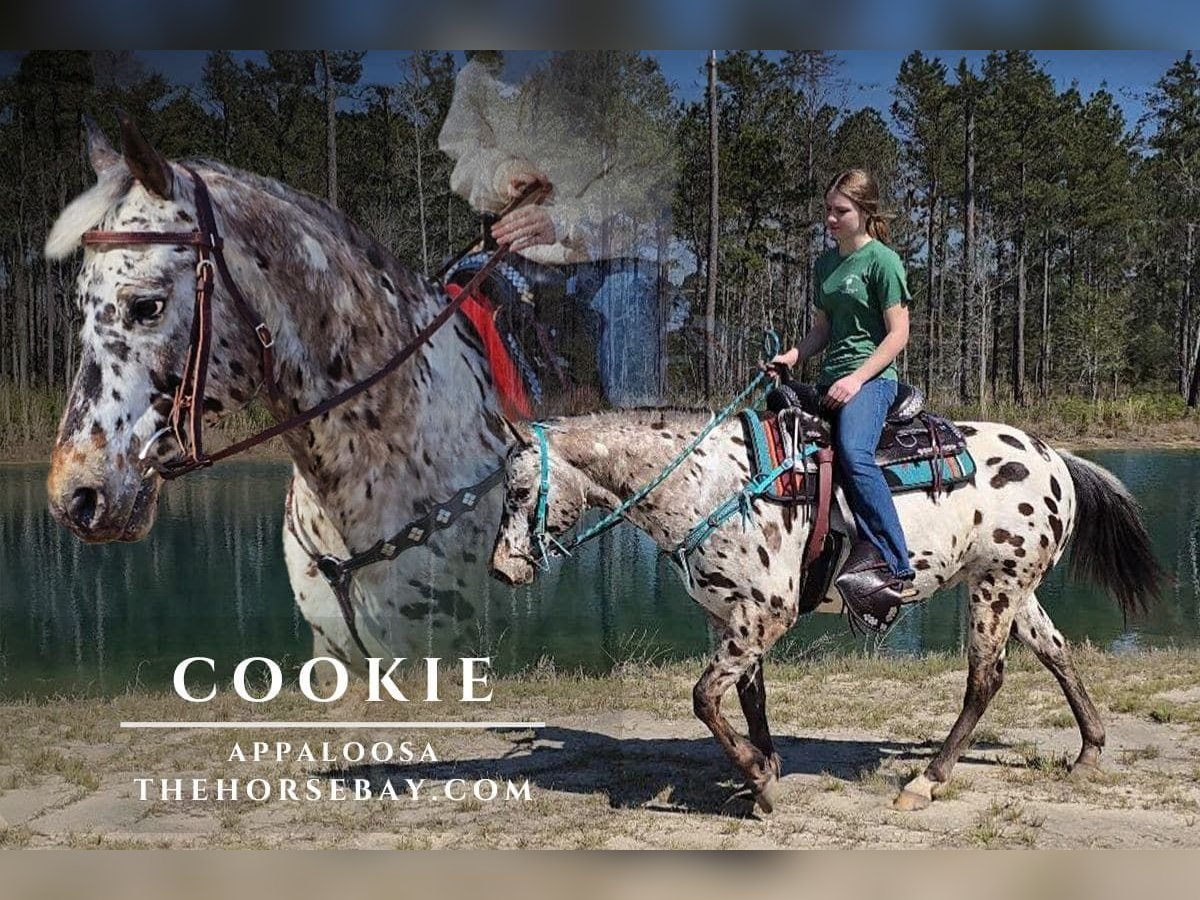 Appaloosa Gelding 9 years 14,2 hh Leopard-Piebald in Huger, SC
