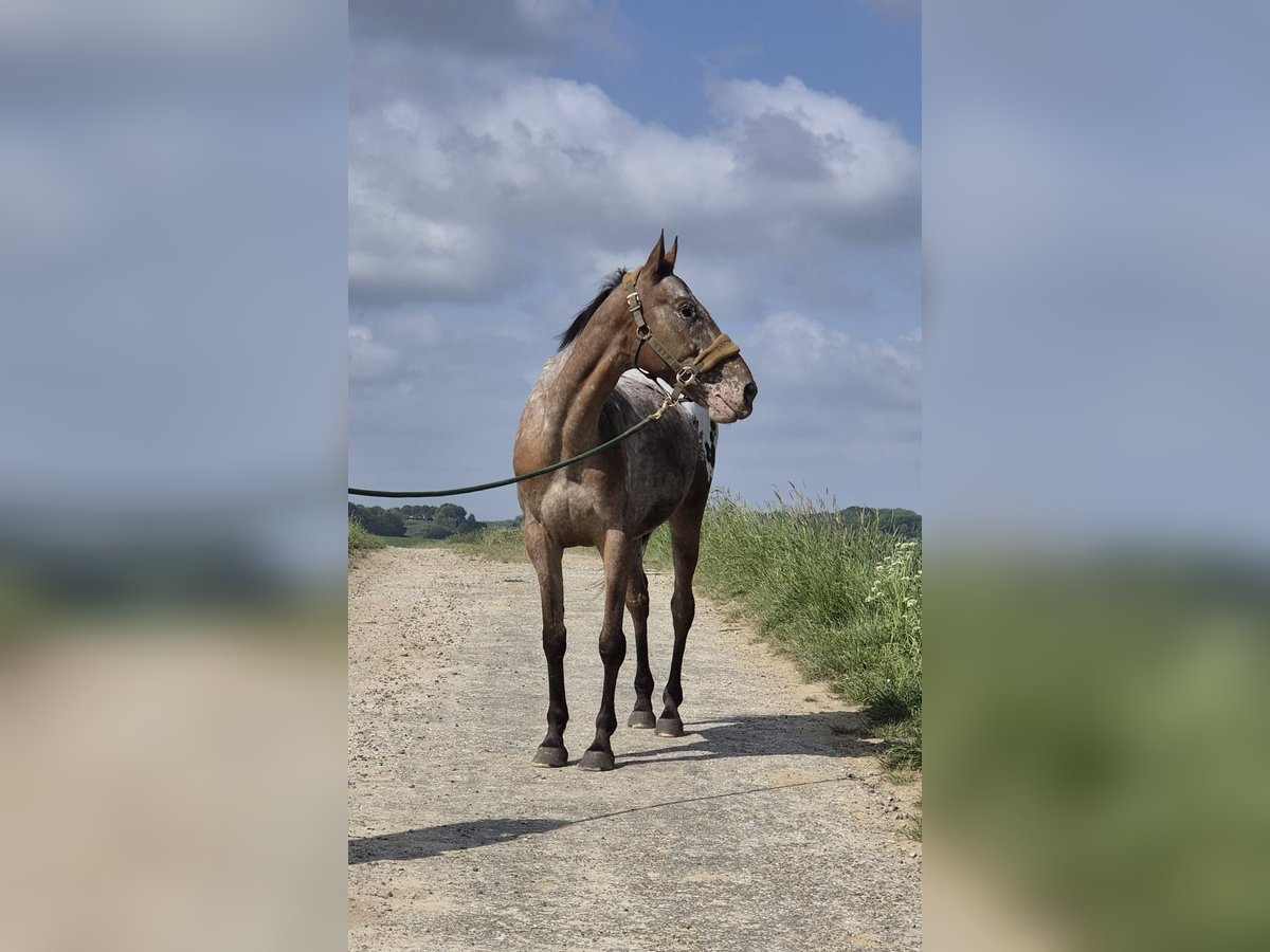 Appaloosa Gelding 9 years 15 hh in Landgraaf