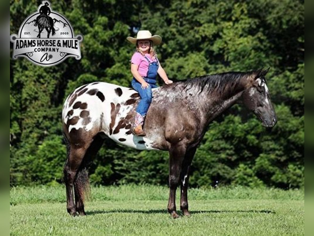 Appaloosa Gelding 9 years 16 hh Black in Mount Vernon, KY